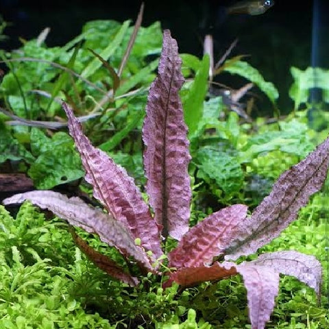 Cryptocoryne wendtii Flamingo In-Vitro