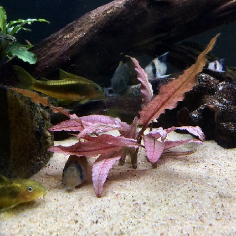 Cryptocoryne wendtii Flamingo In-Vitro