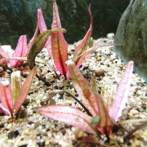 Cryptocoryne wendtii Flamingo In-Vitro