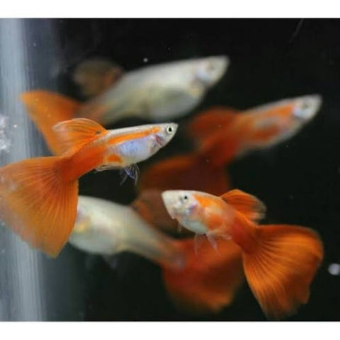 Guppy Red Blonde Macho