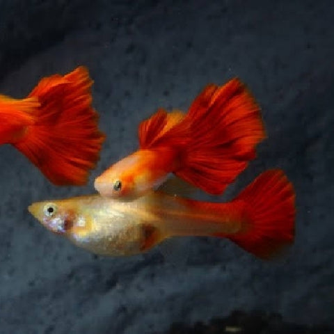 Pareja Guppy Red Blonde