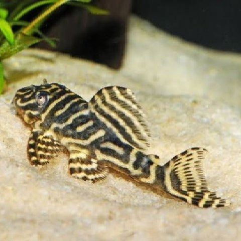 Pleco Zebra Orinoco L'129 - Hypancistrus debilittera