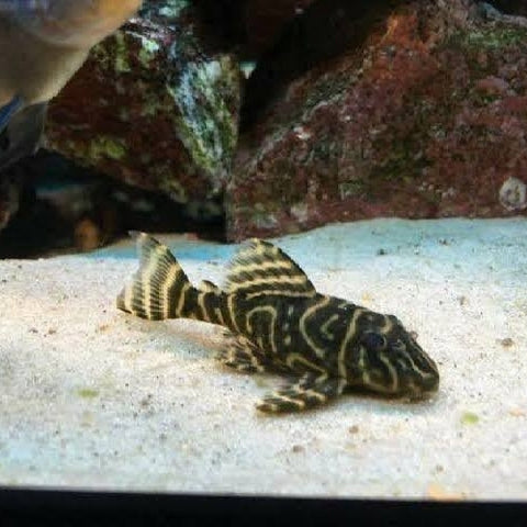 Pleco Zebra Orinoco L'129 - Hypancistrus debilittera
