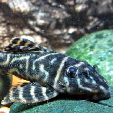 Pleco Zebra Orinoco L'129 - Hypancistrus debilittera