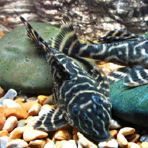 Pleco Zebra Orinoco L'129 - Hypancistrus debilittera