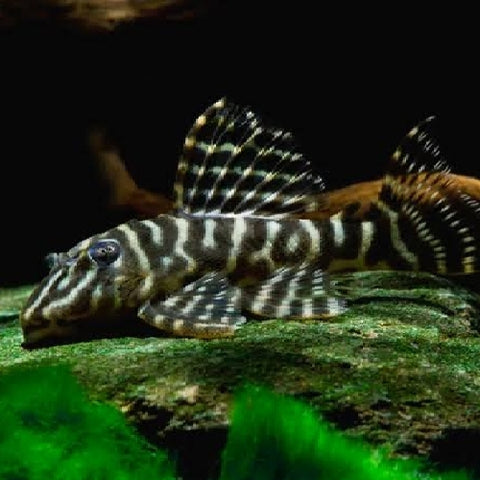 Pleco Zebra Orinoco L'129 - Hypancistrus debilittera