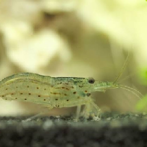 Amano Shrimp - Caridina multidentata