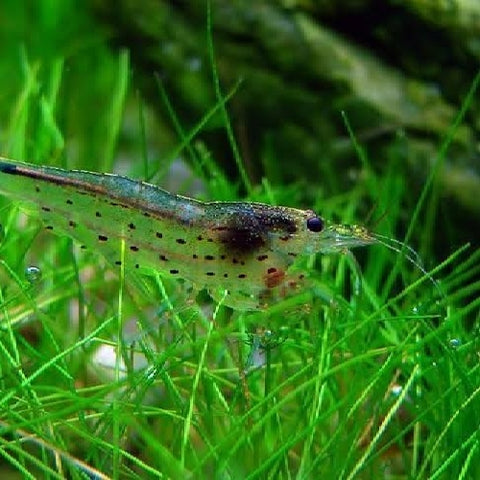 Amano Shrimp - Caridina multidentata