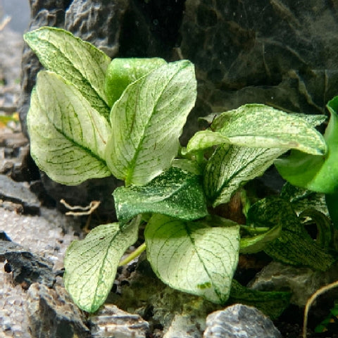 Anubias "Nana White" In-Vitro