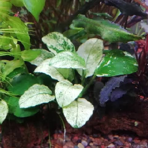 Anubias "Nana White" In-Vitro