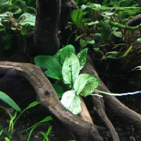 Anubias "Nana White" In-Vitro