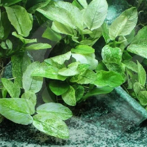 Anubias "Nana White" In-Vitro