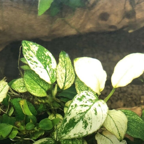 Anubias "Nana White" In-Vitro