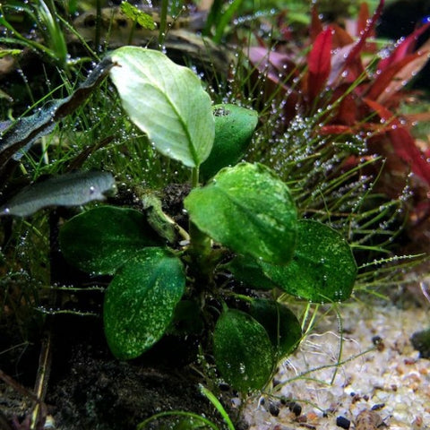 Anubias "Nana White" In-Vitro