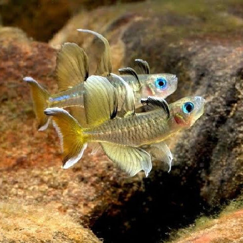 Arcoiris Mariposa - Pseudomugil signifer