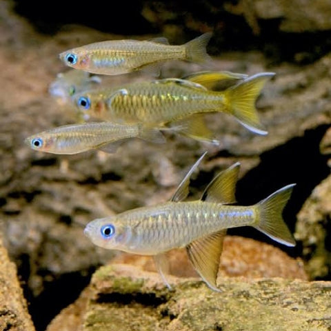 Arcoiris Mariposa - Pseudomugil signifer