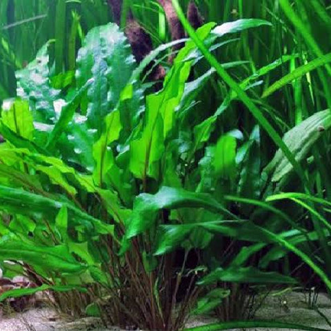 Cryptocoryne wendtii "Green"