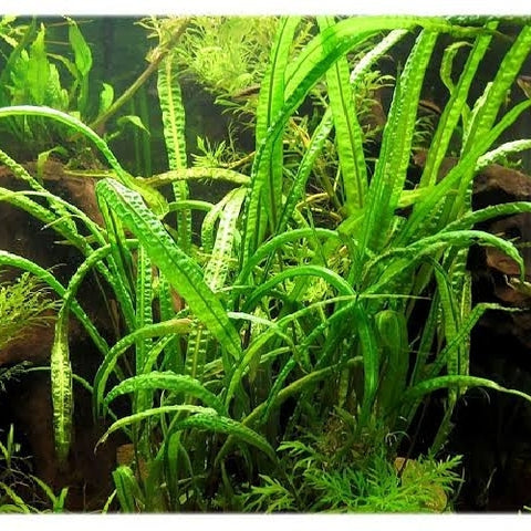 Cryptocoryne crispatula Balansae