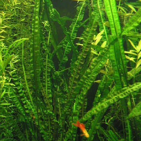 Cryptocoryne crispatula Balansae
