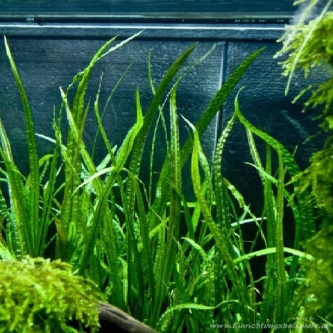 Cryptocoryne crispatula Balansae