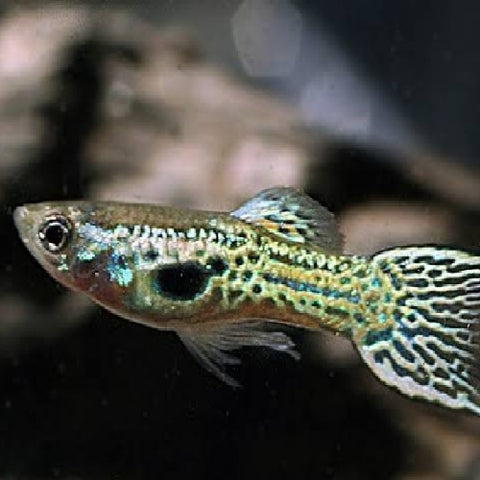 Guppy Endler "Cobra" Macho