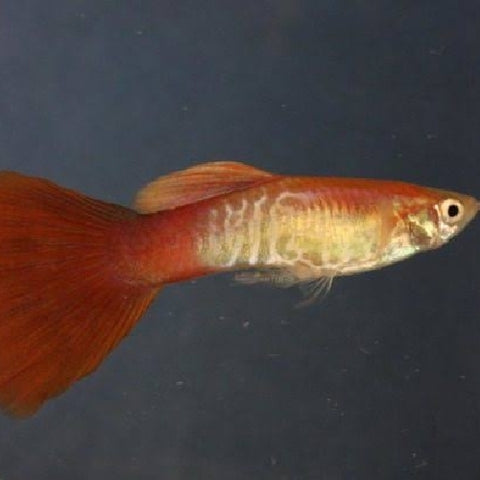 Pareja Guppy Red Blonde Snakeskin