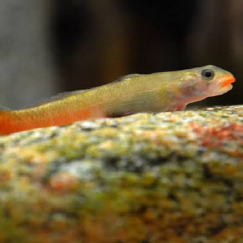 Gobio "Orange Lips" - Sicyopus exallisquamulus