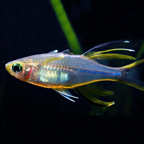 5 X Arcoiris de Celebes - Marosatherina ladigesi