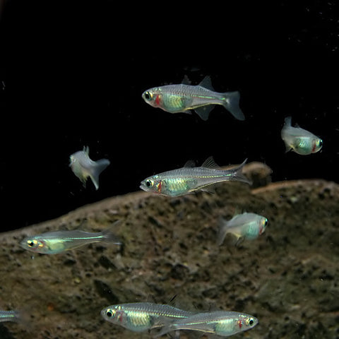 5 X Arcoiris de Celebes - Marosatherina ladigesi