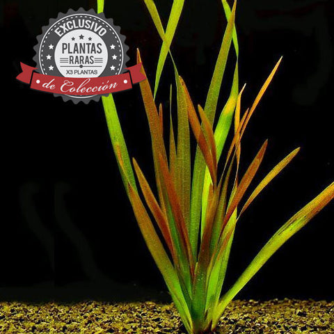  AQUAPLANTASMX - Vallisneria caulescens (X3) - Plantas