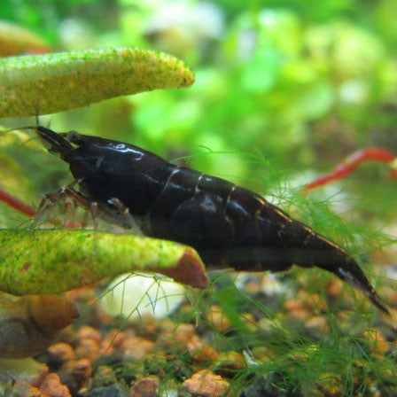  AQUAPLANTASMX - Neo var. Black Rose - camarones
