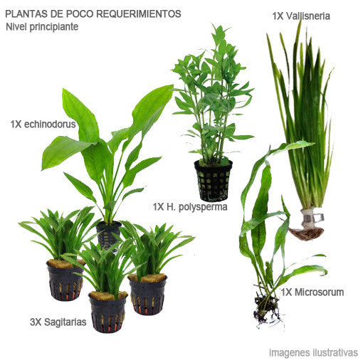  AQUAPLANTASMX - 29 plantas fáciles - Plantas