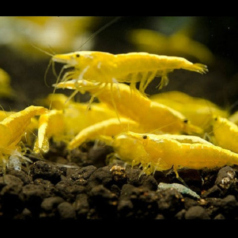Neo. heteropoda - Yellow, camarones - AQUAPLANTAS - 3