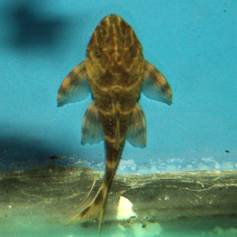 Pleco Payaso L'103 - Peckoltia vittata