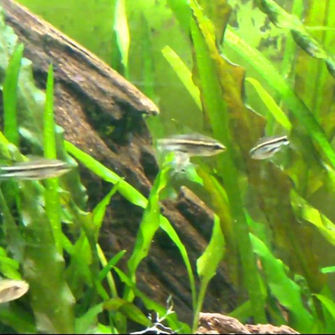 Corydoras pygmaeus, tetra - AQUAPLANTAS - 2