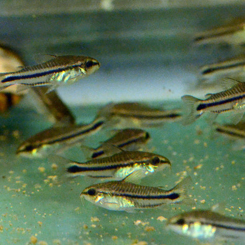 Corydoras pygmaeus X4, tetra - AQUAPLANTAS - 3