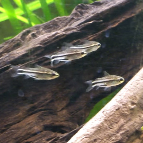 Corydoras pygmaeus, tetra - AQUAPLANTAS - 1