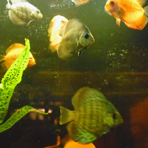 Disco 5 - 7.5 cm, Peces - AQUAPLANTAS - 2