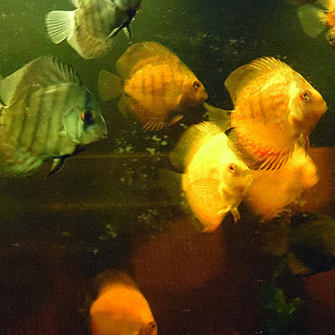 Disco 5 - 7.5 cm, Peces - AQUAPLANTAS - 4