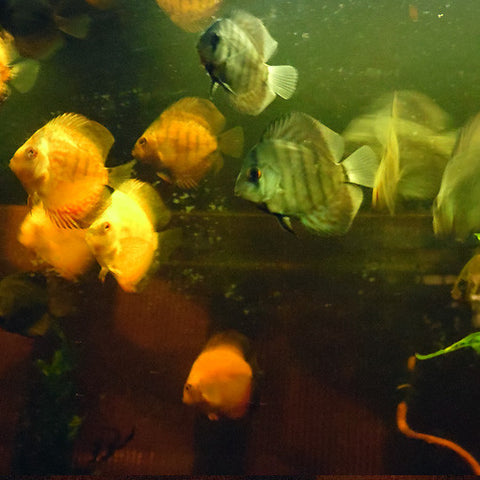 Disco 5 - 7.5 cm, Peces - AQUAPLANTAS - 1