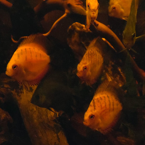 Disco 5 - 7.5 cm, Peces - AQUAPLANTAS - 3
