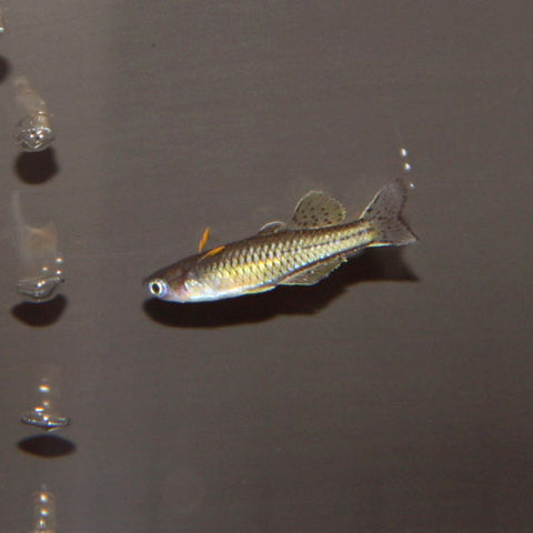 Arcoiris aletas de encaje - Pseudomugil gertrudae