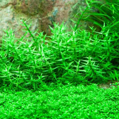 Gratiola viscindula In-Vitro