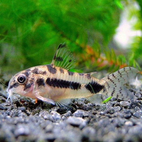 5 X Corydoras habrosus