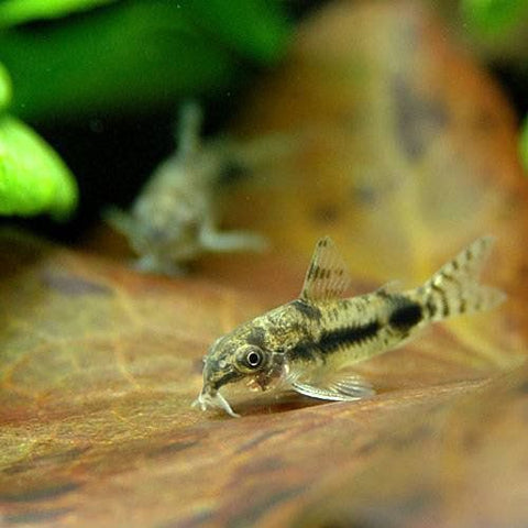 5 X Corydoras habrosus