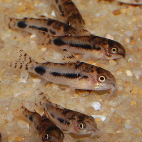 5 X Corydoras habrosus