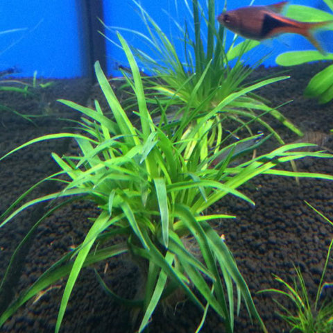 Eriocaulon "Vietnam"