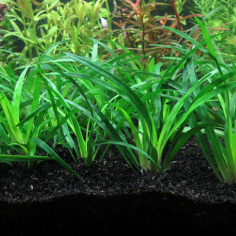 Eriocaulon "Vietnam"