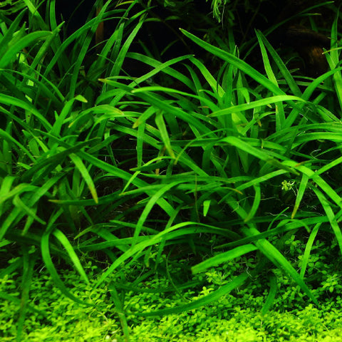 Eriocaulon "Vietnam"