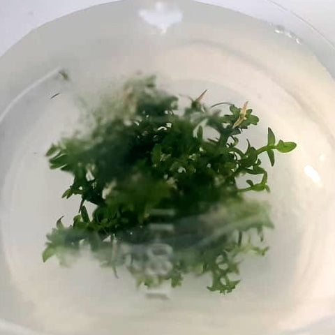 Gratiola viscindula In-Vitro